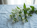 Swertia japonica
